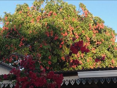 jardin des Chambres d'hôtes et gîtes à vendre à Sainte-Rose à la Réunion